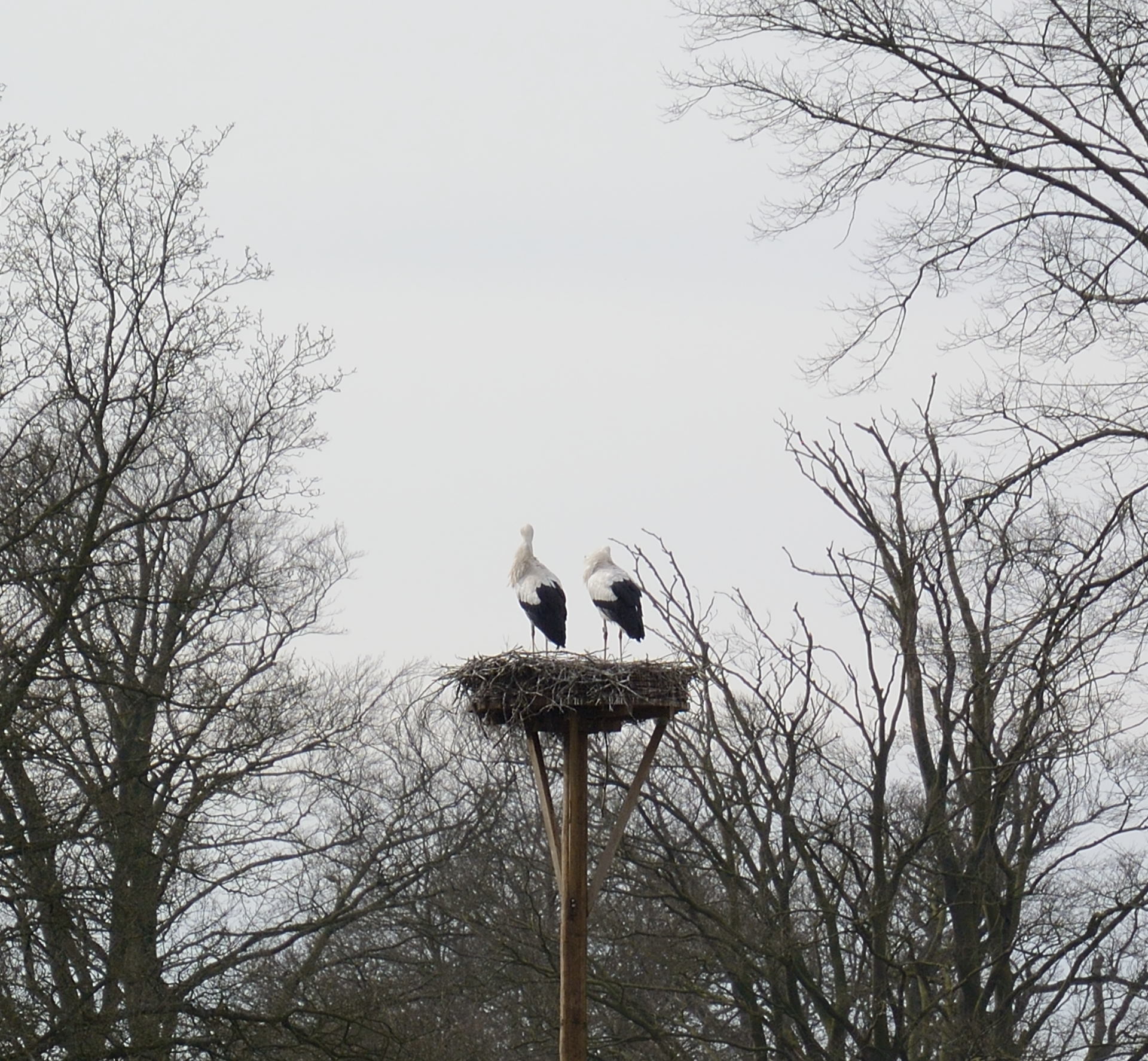 /kraai/foto/2015/2015-03-07 De Braak/DSC_1014_001.jpg